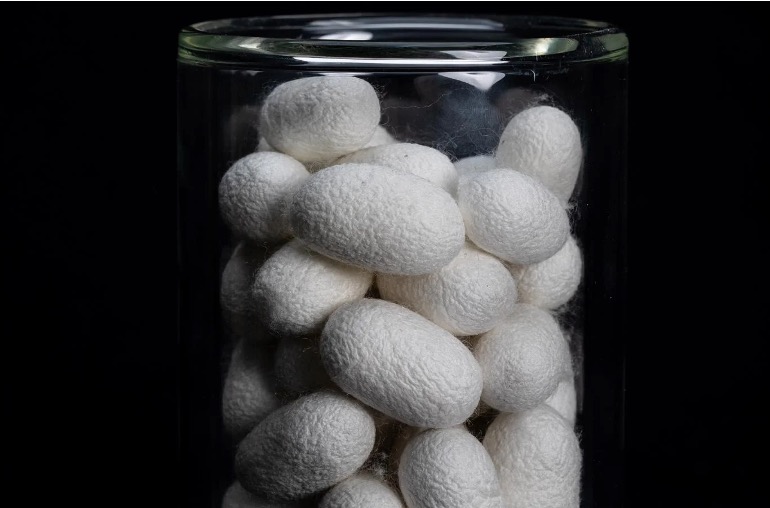 Image of a jar with silk cocoons